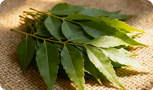 Neem Powder